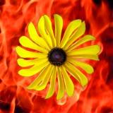 Fire and Rebirth