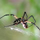 Louisiana