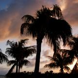 Palms