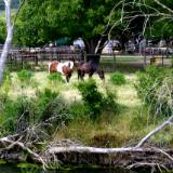 HORSES