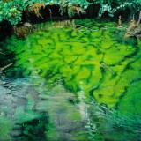 Green Dream (Robin Beneath) - Plitvice National Park, Croatia