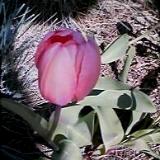 Tulip